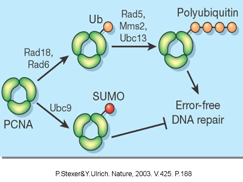 P.Stexer&Y.Ulrich. Nature, 2003. V.425. P.188